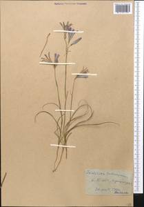 Ixiolirion tataricum (Pall.) Schult. & Schult.f., Middle Asia, Western Tian Shan & Karatau (M3) (Kyrgyzstan)
