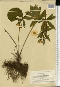 Ranunculus cassubicus L., Eastern Europe, Central region (E4) (Russia)