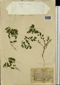 Euphorbia peplus L., Eastern Europe, Moscow region (E4a) (Russia)