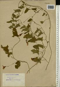 Convolvulus arvensis L., Eastern Europe, Northern region (E1) (Russia)