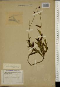 Hieracium umbellatum L., Caucasus, Stavropol Krai, Karachay-Cherkessia & Kabardino-Balkaria (K1b) (Russia)