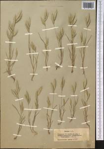 Bromus lanceolatus Roth, Middle Asia, Muyunkumy, Balkhash & Betpak-Dala (M9) (Kazakhstan)