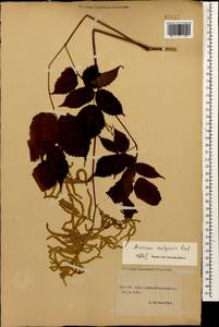 Aruncus dioicus var. kamtschaticus (Maxim.) Hara, Caucasus, Stavropol Krai, Karachay-Cherkessia & Kabardino-Balkaria (K1b) (Russia)