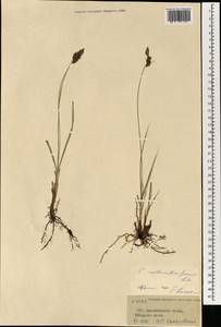 Carex melananthiformis Litv., Mongolia (MONG) (Mongolia)