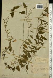 Convolvulus arvensis L., Eastern Europe, Central forest-and-steppe region (E6) (Russia)