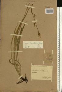 Scorzonera parviflora Jacq., Eastern Europe, Eastern region (E10) (Russia)