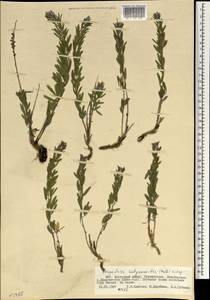 Lespedeza juncea (L.f.) Pers., Mongolia (MONG) (Mongolia)