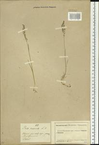 Poa annua L., Siberia, Altai & Sayany Mountains (S2) (Russia)