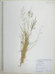 Poa annua L., Siberia, Russian Far East (S6) (Russia)