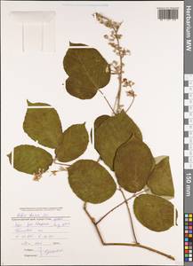 Rubus ibericus Juz., Caucasus, Black Sea Shore (from Novorossiysk to Adler) (K3) (Russia)