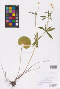 Ranunculus cassubicus L., Eastern Europe, North-Western region (E2) (Russia)