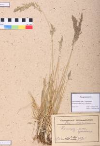 Poa pratensis L., Siberia, Central Siberia (S3) (Russia)