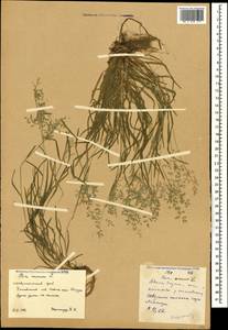 Poa annua L., Caucasus, Stavropol Krai, Karachay-Cherkessia & Kabardino-Balkaria (K1b) (Russia)