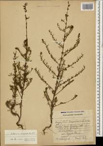 Artemisia scoparia Waldst. & Kit., Caucasus, Azerbaijan (K6) (Azerbaijan)