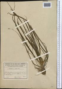 Sparganium emersum Rehmann, Middle Asia, Syr-Darian deserts & Kyzylkum (M7) (Kazakhstan)