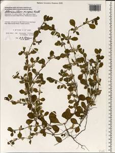 Alternanthera pungens Kunth, South Asia, South Asia (Asia outside ex-Soviet states and Mongolia) (ASIA) (Indonesia)