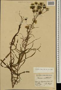 Hieracium umbellatum L., Eastern Europe, North-Western region (E2) (Russia)
