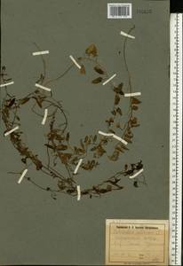 Convolvulus arvensis L., Eastern Europe, South Ukrainian region (E12) (Ukraine)