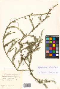 Lycopodium clavatum L., Eastern Europe, Moscow region (E4a) (Russia)