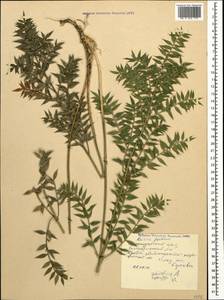 Ruscus aculeatus L., Caucasus, Black Sea Shore (from Novorossiysk to Adler) (K3) (Russia)