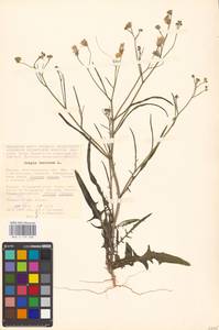 Crepis tectorum L., Eastern Europe, Lower Volga region (E9) (Russia)
