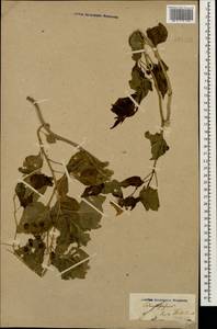 Solanum dulcamara L., Caucasus, Stavropol Krai, Karachay-Cherkessia & Kabardino-Balkaria (K1b) (Russia)