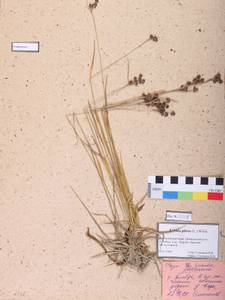 Luzula pilosa (L.) Willd., Siberia, Altai & Sayany Mountains (S2) (Russia)