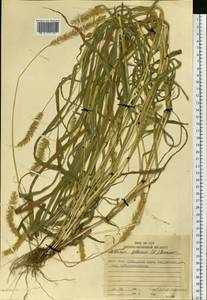 Setaria pumila (Poir.) Roem. & Schult., Siberia, Russian Far East (S6) (Russia)