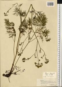 Silaum silaus (L.) Schinz & Thell., Eastern Europe, South Ukrainian region (E12) (Ukraine)