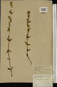 Gentianella amarella var. lingulata (C. Agardh) T. Karlsson, Eastern Europe, Central forest-and-steppe region (E6) (Russia)