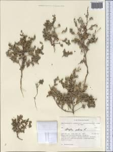 Atriplex sibirica L., Middle Asia, Muyunkumy, Balkhash & Betpak-Dala (M9) (Kazakhstan)