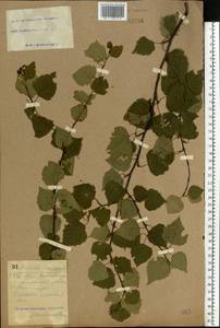Betula pendula Roth, Eastern Europe, South Ukrainian region (E12) (Ukraine)