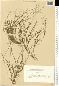 Poa annua L., Eastern Europe, South Ukrainian region (E12) (Ukraine)