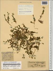 Cerastium polymorphum Rupr., Caucasus, North Ossetia, Ingushetia & Chechnya (K1c) (Russia)