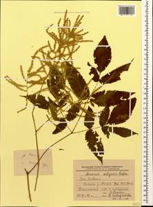 Aruncus dioicus var. kamtschaticus (Maxim.) Hara, Caucasus, Krasnodar Krai & Adygea (K1a) (Russia)