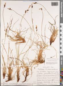 Carex nigra subsp. juncea (Fr.) Soó, Siberia, Yakutia (S5) (Russia)