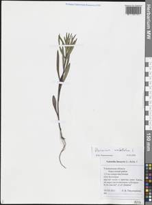 Hieracium umbellatum L., Eastern Europe, Middle Volga region (E8) (Russia)