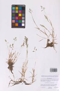 Poa annua L., Eastern Europe, Moscow region (E4a) (Russia)
