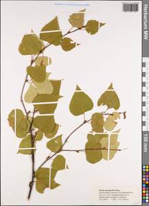 Betula pendula subsp. mandshurica (Regel) Ashburner & McAll., Siberia, Chukotka & Kamchatka (S7) (Russia)