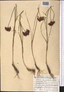 Allium barsczewskii Lipsky, Middle Asia, Western Tian Shan & Karatau (M3) (Tajikistan)