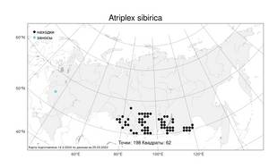Atriplex sibirica L., Atlas of the Russian Flora (FLORUS) (Russia)