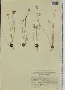 Androsace septentrionalis L., Siberia, Chukotka & Kamchatka (S7) (Russia)