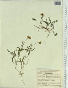 Astragalus alpinus L., Siberia, Yakutia (S5) (Russia)