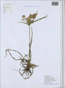 Cyperus esculentus L., Caucasus, Black Sea Shore (from Novorossiysk to Adler) (K3) (Russia)