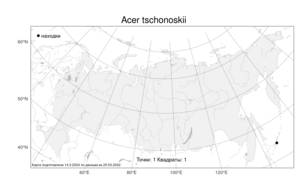 Acer tschonoskii Maxim., Atlas of the Russian Flora (FLORUS) (Russia)