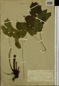 Aruncus dioicus var. kamtschaticus (Maxim.) Hara, Siberia, Chukotka & Kamchatka (S7) (Russia)