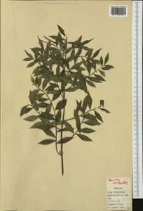 Ruscus aculeatus L., Western Europe (EUR) (Spain)