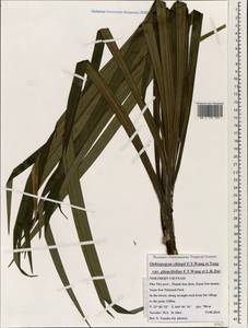 Ophiopogon chingii F.T.Wang & Tang, South Asia, South Asia (Asia outside ex-Soviet states and Mongolia) (ASIA) (Vietnam)