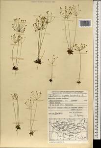 Androsace septentrionalis L., Mongolia (MONG) (Mongolia)