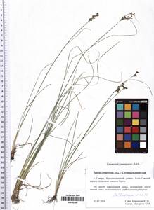 Juncus compressus Jacq., Eastern Europe, Middle Volga region (E8) (Russia)